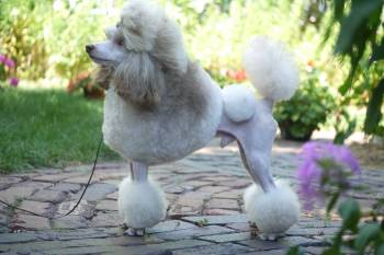 Champion miniature sales poodle breeders