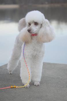 silverado miniature poodles