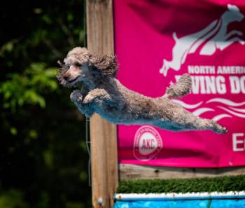 Lure Coursing for Poodles